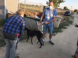 Sauvetage de 4 galgos les 18 & 19.07.2020 à Salamanca