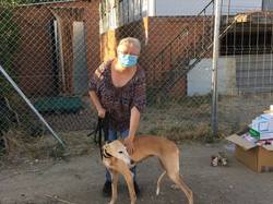 Sauvetage de 4 galgos les 18 & 19.07.2020 à Salamanca