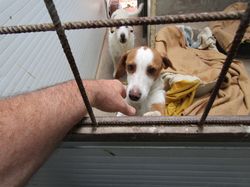 Sauvetage les 21 & 22.07.2022 Salamanca