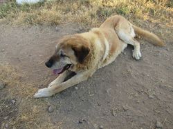 Sauvetage les 21 & 22.07.2022 Salamanca