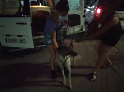 Sauvetage les 8 & 9.08.2020 de 7 galgos