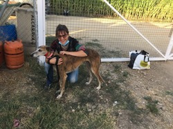 Sauvetage les 8 & 9.08.2020 de 7 galgos