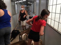 Sauvetage les 8 & 9.08.2020 de 7 galgos