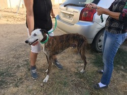 Sauvetage les 8 & 9.08.2020 de 7 galgos