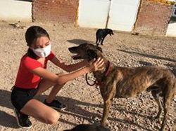 Sauvetage les 8 & 9.08.2020 de 7 galgos