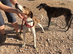 Sauvetage les 8 & 9.08.2020 de 7 galgos