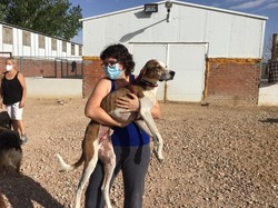 Sauvetage les 8 & 9.08.2020 de 7 galgos