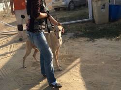 Sauvetage les 8 & 9.08.2020 de 7 galgos