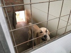 Sauvetage les 8 & 9.08.2020 de 7 galgos