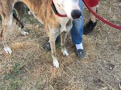 Sauvetage les 8 & 9.08.2020 de 7 galgos