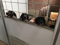 Sauvetage les 8 & 9.08.2020 de 7 galgos