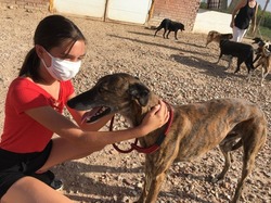 Sauvetage les 8 & 9.08.2020 de 7 galgos