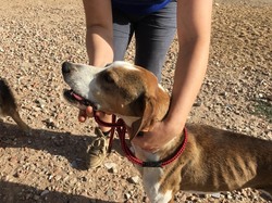 Sauvetage les 8 & 9.08.2020 de 7 galgos