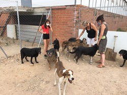 Sauvetage les 8 & 9.08.2020 de 7 galgos