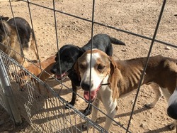 Sauvetage les 8 & 9.08.2020 de 7 galgos