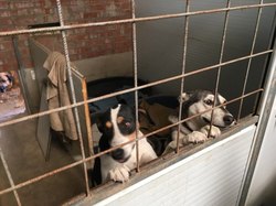 Sauvetage les 8 & 9.08.2020 de 7 galgos