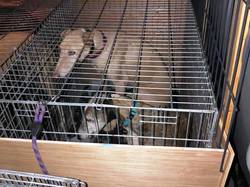 Sauvetage les 8 & 9.08.2020 de 7 galgos