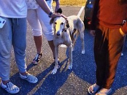 Sauvetage les 8 & 9.08.2020 de 7 galgos