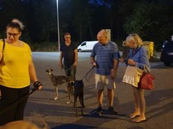 Sauvetage les 8 & 9.08.2020 de 7 galgos