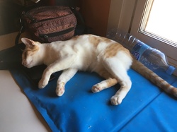 Sauvetage Villarobledo les 22 & 23.08.2019