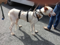 Sauvetagede 4 loulous le 05.10.2019