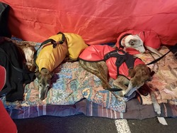 V/G du 13.03.2022 à St Médard en Jalles