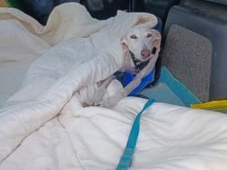 V/G le 02.10.2022 à Lanton