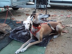 Vide-grenier à Audenge le 13.10.2018