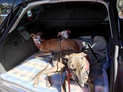 Vide-grenier à Audenge le 15.06.2019