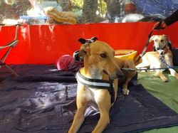 Vide-grenier à Audenge le 15.10.2016