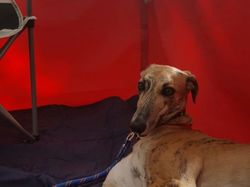 Vide-grenier à Audenge le 15.10.2016