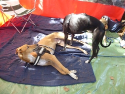 Vide-grenier à Audenge le 15.10.2016