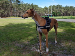 Vide grenier à la Teste de Buch le 14.05.2017