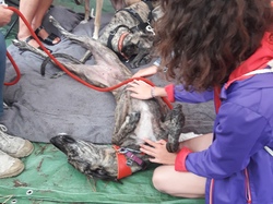 Vide-grenier à Taussat le 15.08.2017