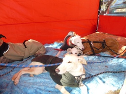 Vide-grenier d'Audenge le 17.10.2015