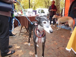 Vide-grenier d'Audenge le 17.10.2015