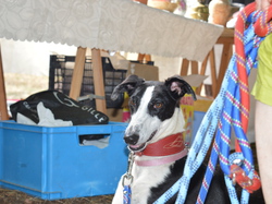 Vide grenier du 05/07/2015