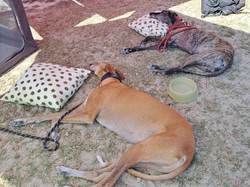 Vide-grenier du 20.08.2023 à La Teste de Buch