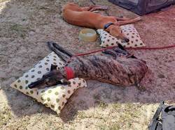 Vide-grenier du 20.08.2023 à La Teste de Buch