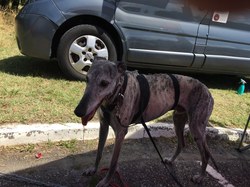 Vide-grenier du 30.07.2023 à Lanton