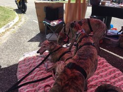 Vide-grenier du 30.07.2023 à Lanton