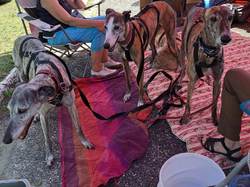 Vide-grenier du 30.07.2023 à Lanton