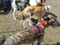 Vide-grenier le 01.05.2018 à Andernos les Bains