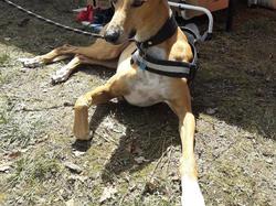 Vide-grenier le 01.05.2018 à Andernos les Bains