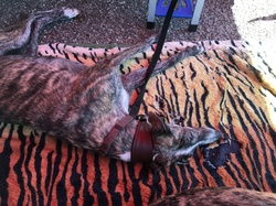 Vide-grenier le 20.04.2019 à Lanton