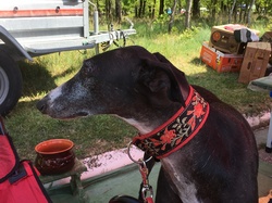 Vide-grenier le 20.04.2019 à Lanton