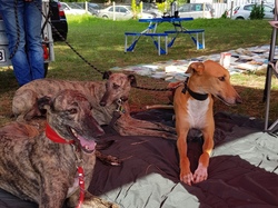 Vide-grenier le 22.07.2018 à St Médard en J.