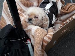 Vide-greniers le 11.03.2018 à St Médard en Jalles