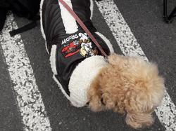 Vide-greniers le 11.03.2018 à St Médard en Jalles